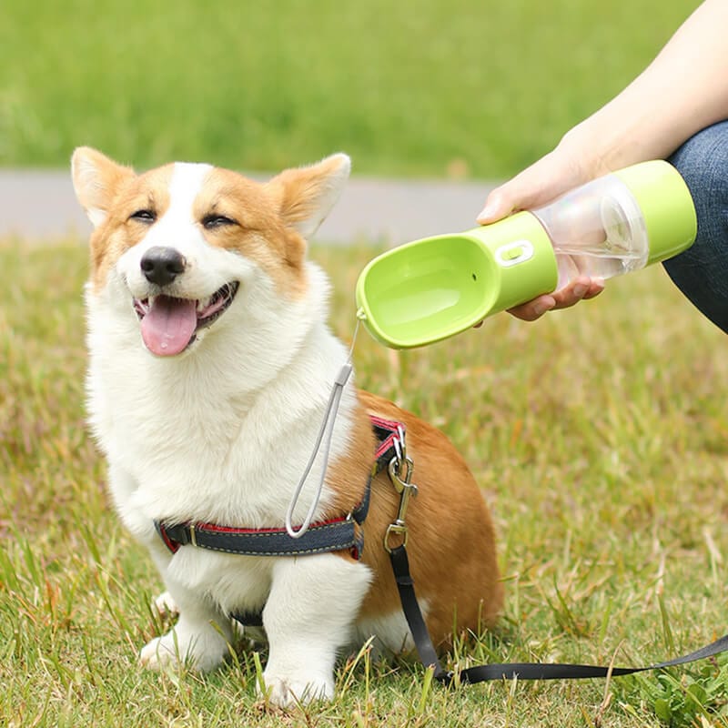 Water Bottle With Treat Compartment